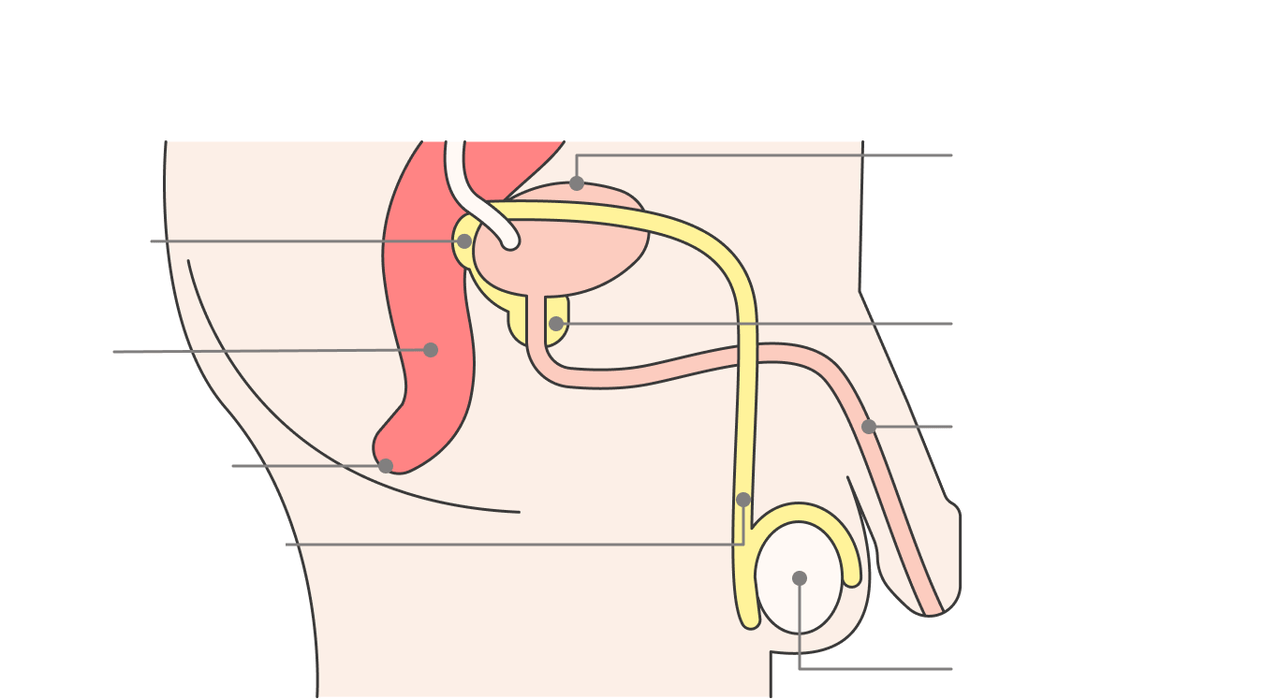 lokacija prostate in njene strukture