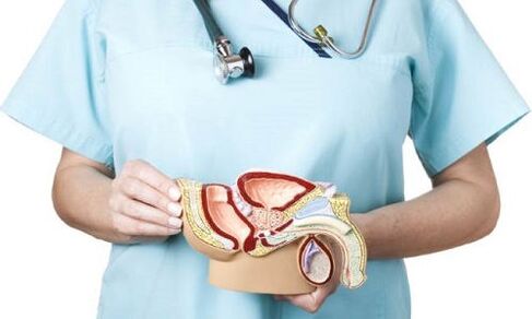 model moškega genitourinarnega sistema in zdravljenje prostatitisa